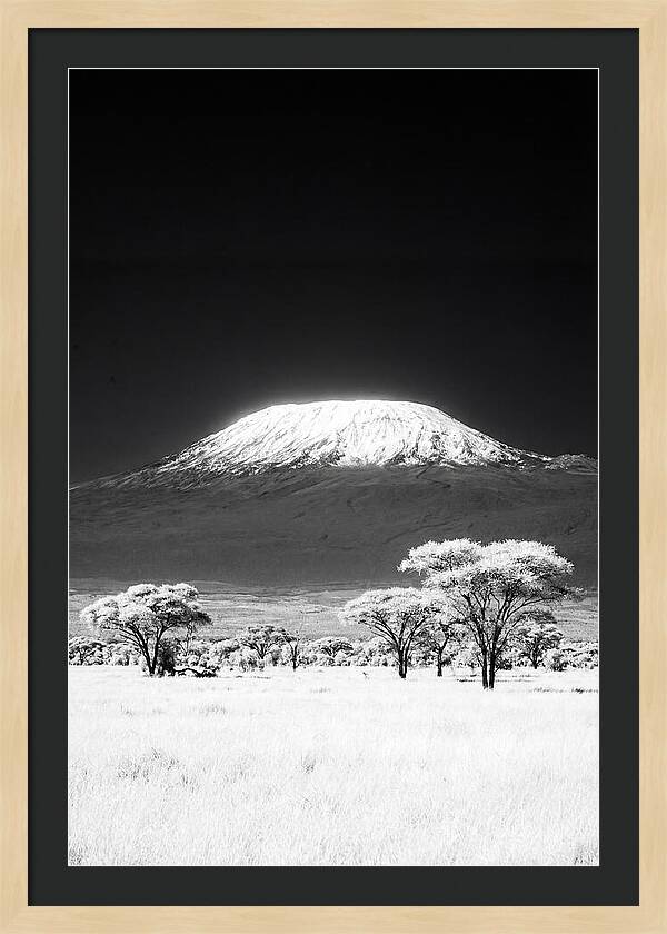 Majestic Kilimanjaro Over Amboseli