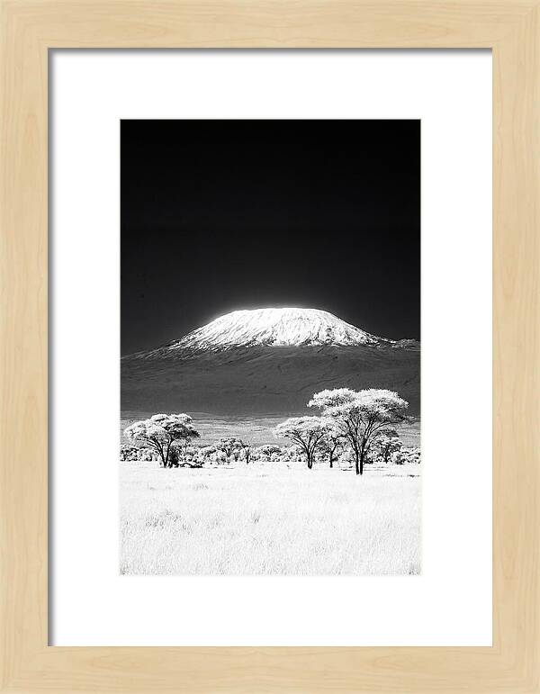 Majestic Kilimanjaro Over Amboseli