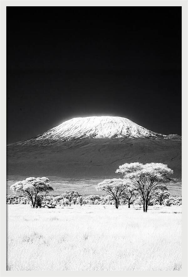 Majestic Kilimanjaro Over Amboseli