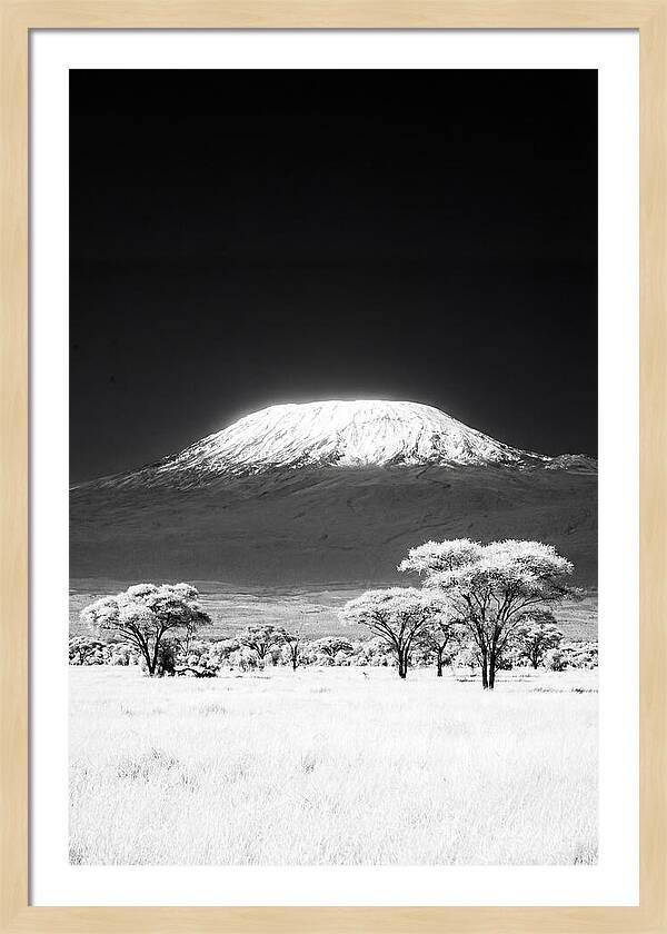 Majestic Kilimanjaro Over Amboseli