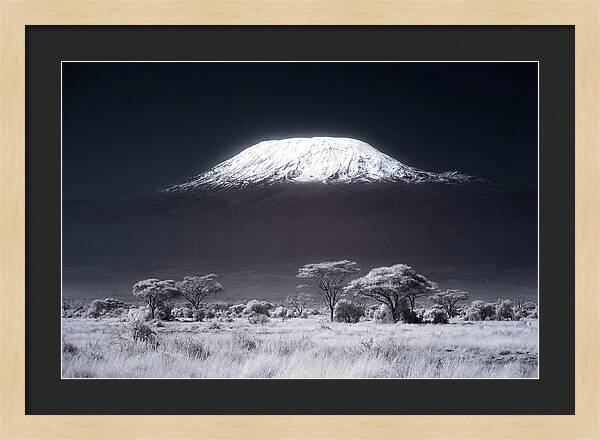 Majestic Kilimanjaro Over Savanna
