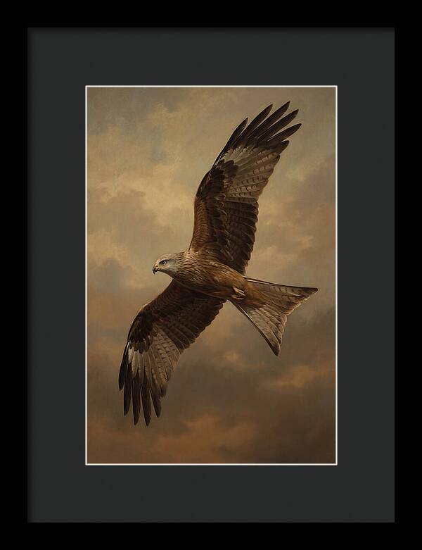 Majestic Kite In Flight
