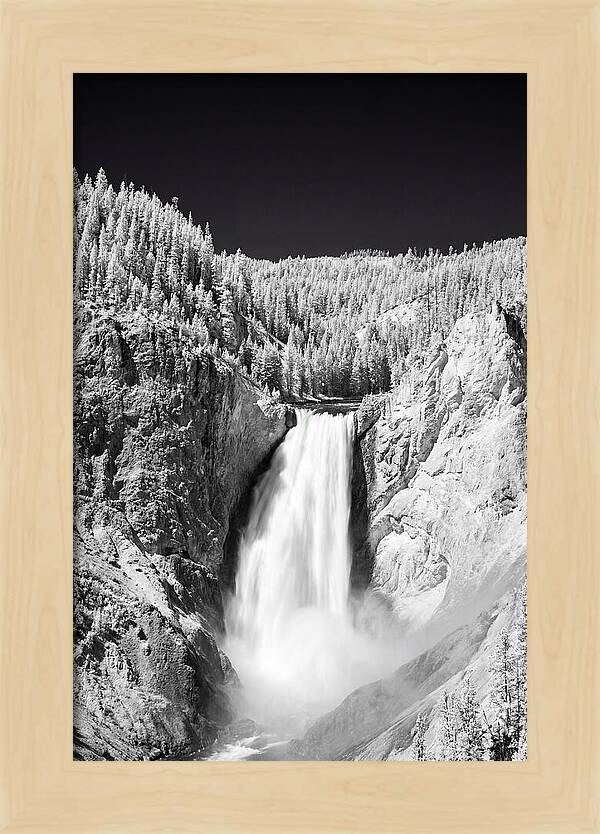 Majestic Lower Falls In Yellowstone