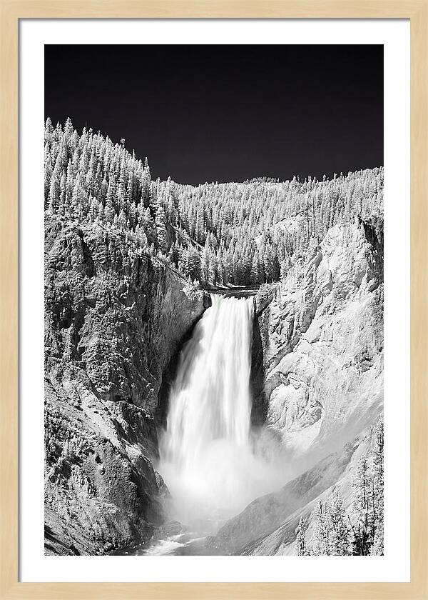 Majestic Lower Falls In Yellowstone