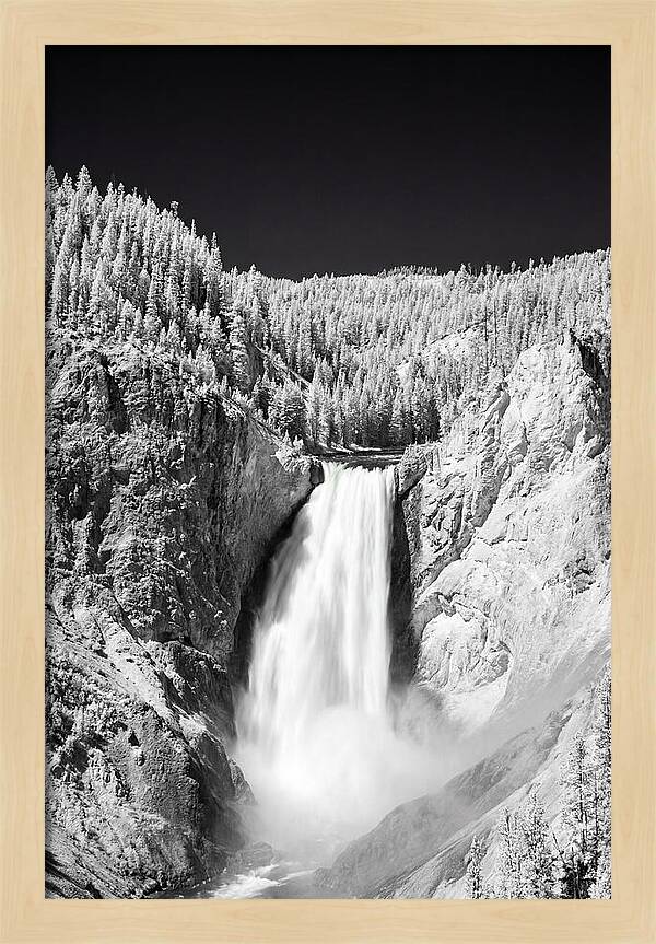 Majestic Lower Falls In Yellowstone