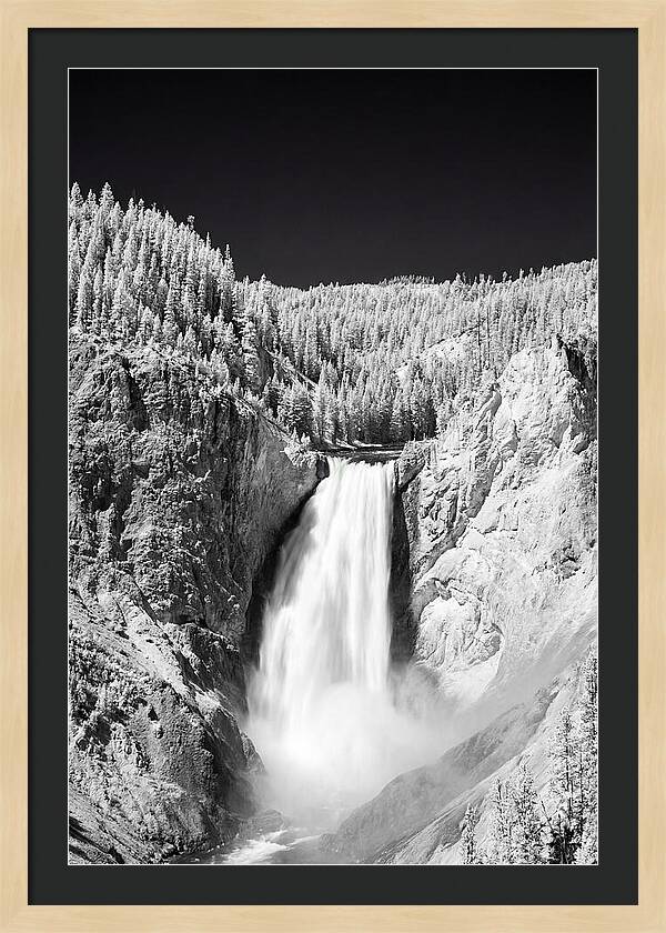 Majestic Lower Falls In Yellowstone