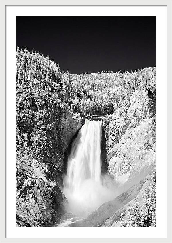 Majestic Lower Falls In Yellowstone