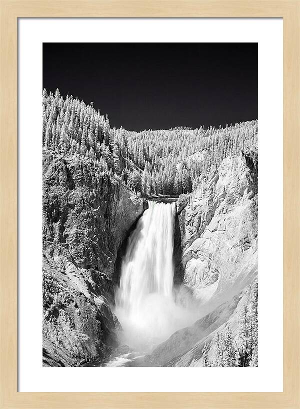 Majestic Lower Falls In Yellowstone