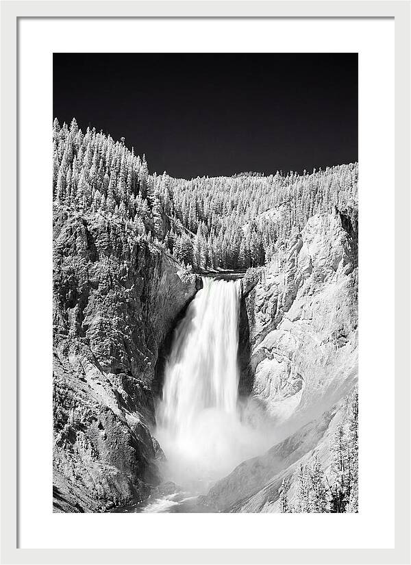 Majestic Lower Falls In Yellowstone