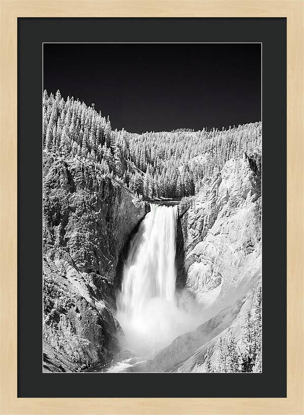 Majestic Lower Falls In Yellowstone