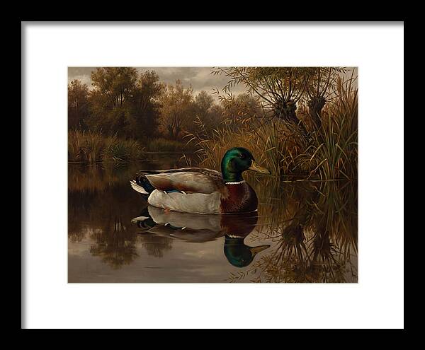 Majestic Mallard Duck