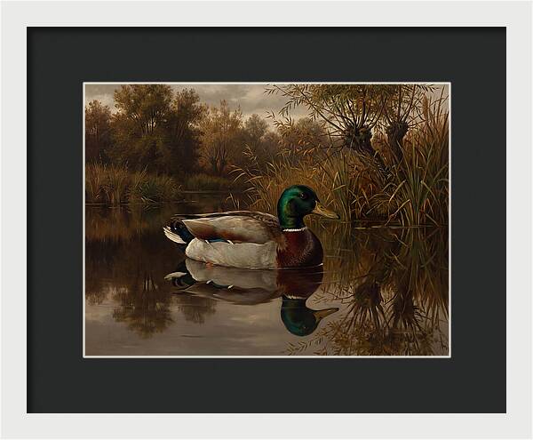 Majestic Mallard Duck