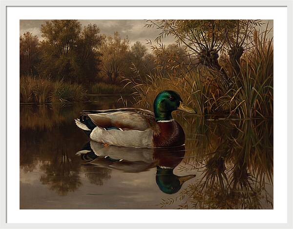 Majestic Mallard Duck