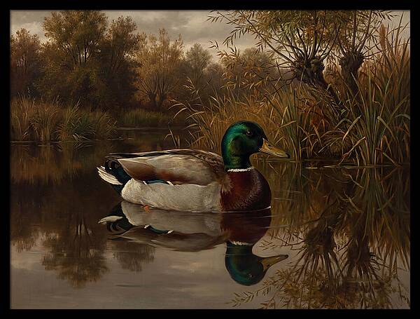 Majestic Mallard Duck