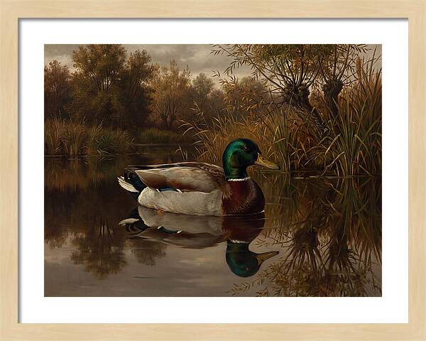 Majestic Mallard Duck