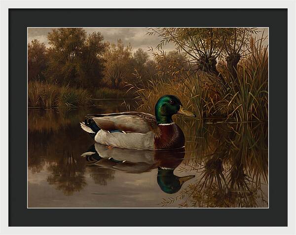 Majestic Mallard Duck