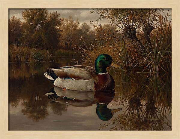 Majestic Mallard Duck