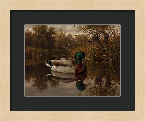 Majestic Mallard Duck