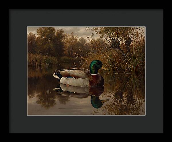 Majestic Mallard Duck