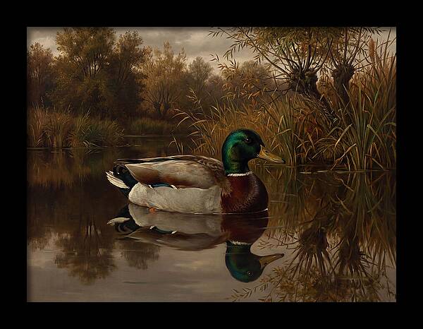 Majestic Mallard Duck