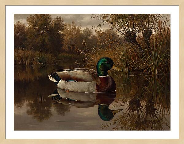 Majestic Mallard Duck