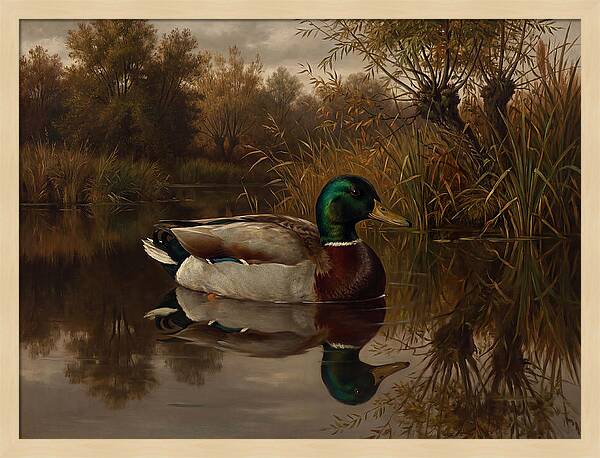 Majestic Mallard Duck