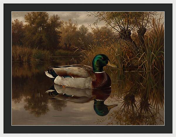 Majestic Mallard Duck