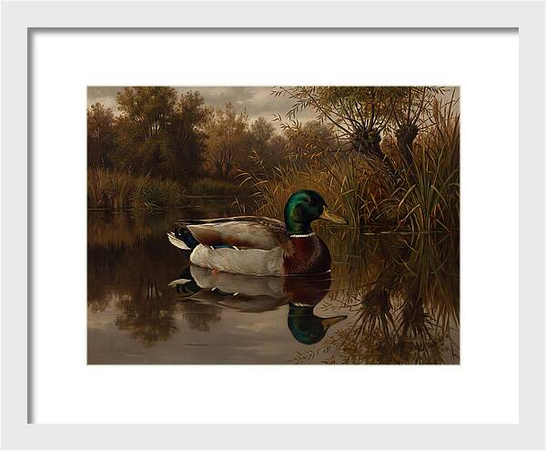 Majestic Mallard Duck