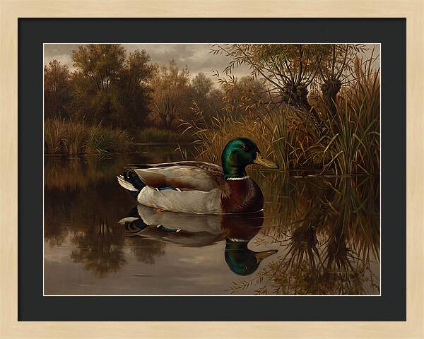 Majestic Mallard Duck