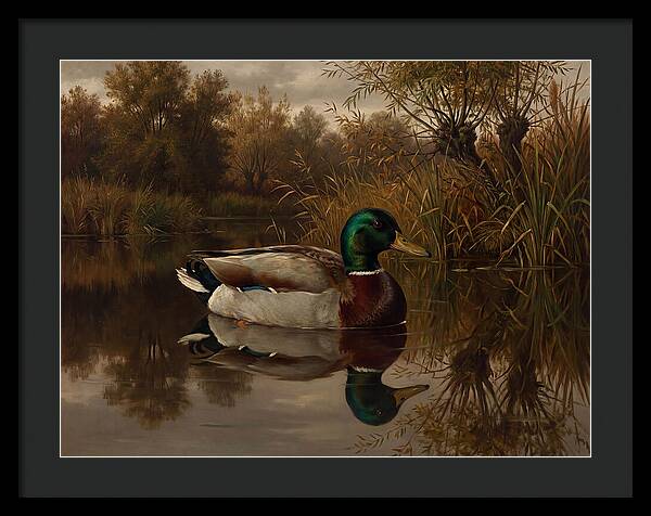 Majestic Mallard Duck