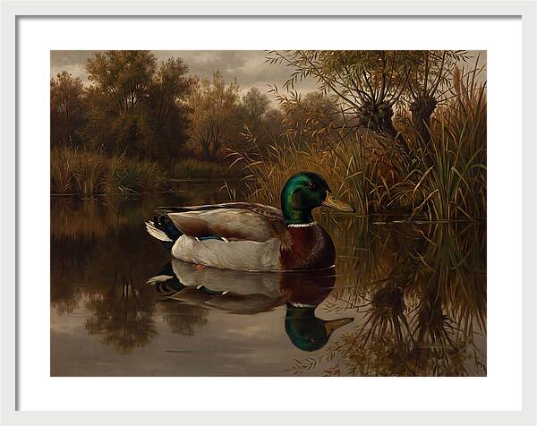 Majestic Mallard Duck