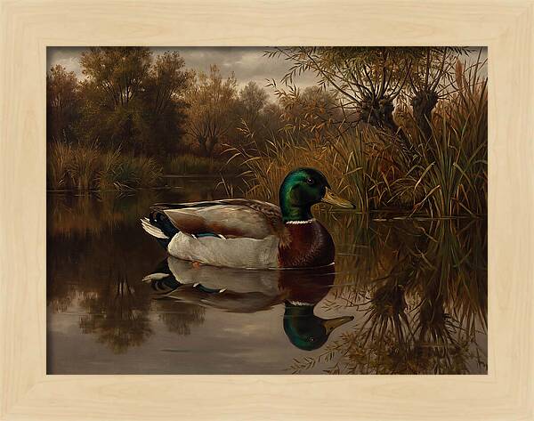 Majestic Mallard Duck