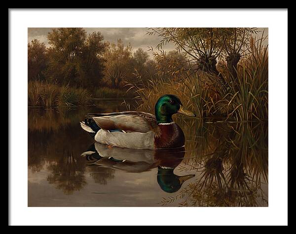 Majestic Mallard Duck