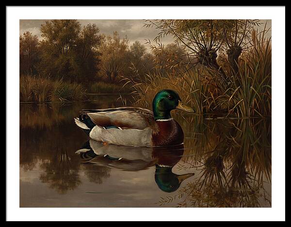 Majestic Mallard Duck