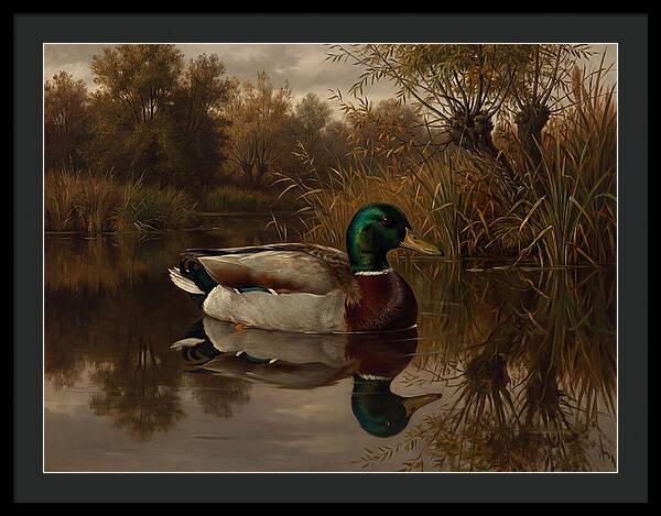 Majestic Mallard Duck
