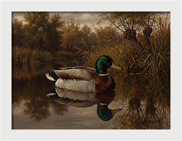 Majestic Mallard Duck