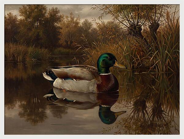 Majestic Mallard Duck