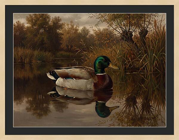 Majestic Mallard Duck
