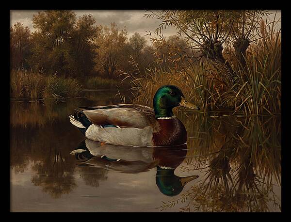 Majestic Mallard Duck