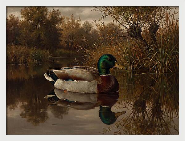 Majestic Mallard Duck