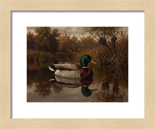 Majestic Mallard Duck