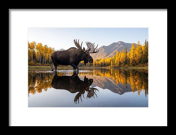 Majestic Moose Amidst Autumn Colors