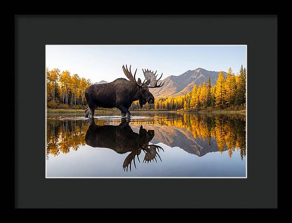 Majestic Moose Amidst Autumn Colors