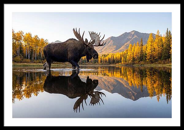 Moose Art
