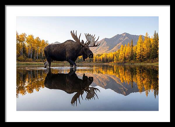 Majestic Moose Amidst Autumn Colors