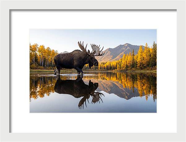 Majestic Moose Amidst Autumn Colors