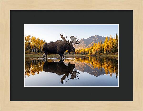 Majestic Moose Amidst Autumn Colors