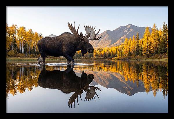 Majestic Moose Amidst Autumn Colors