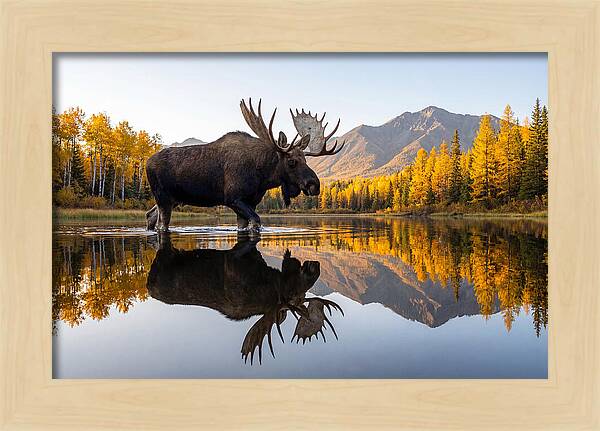 Majestic Moose Amidst Autumn Colors