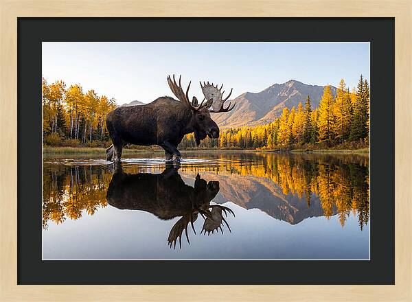 Majestic Moose Amidst Autumn Colors